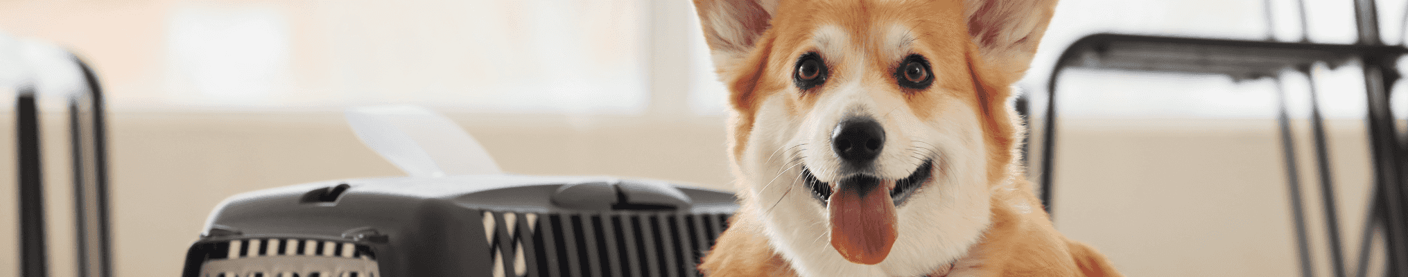 Voyager avec son chien