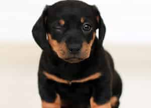 Croquettes pour un bébé animal