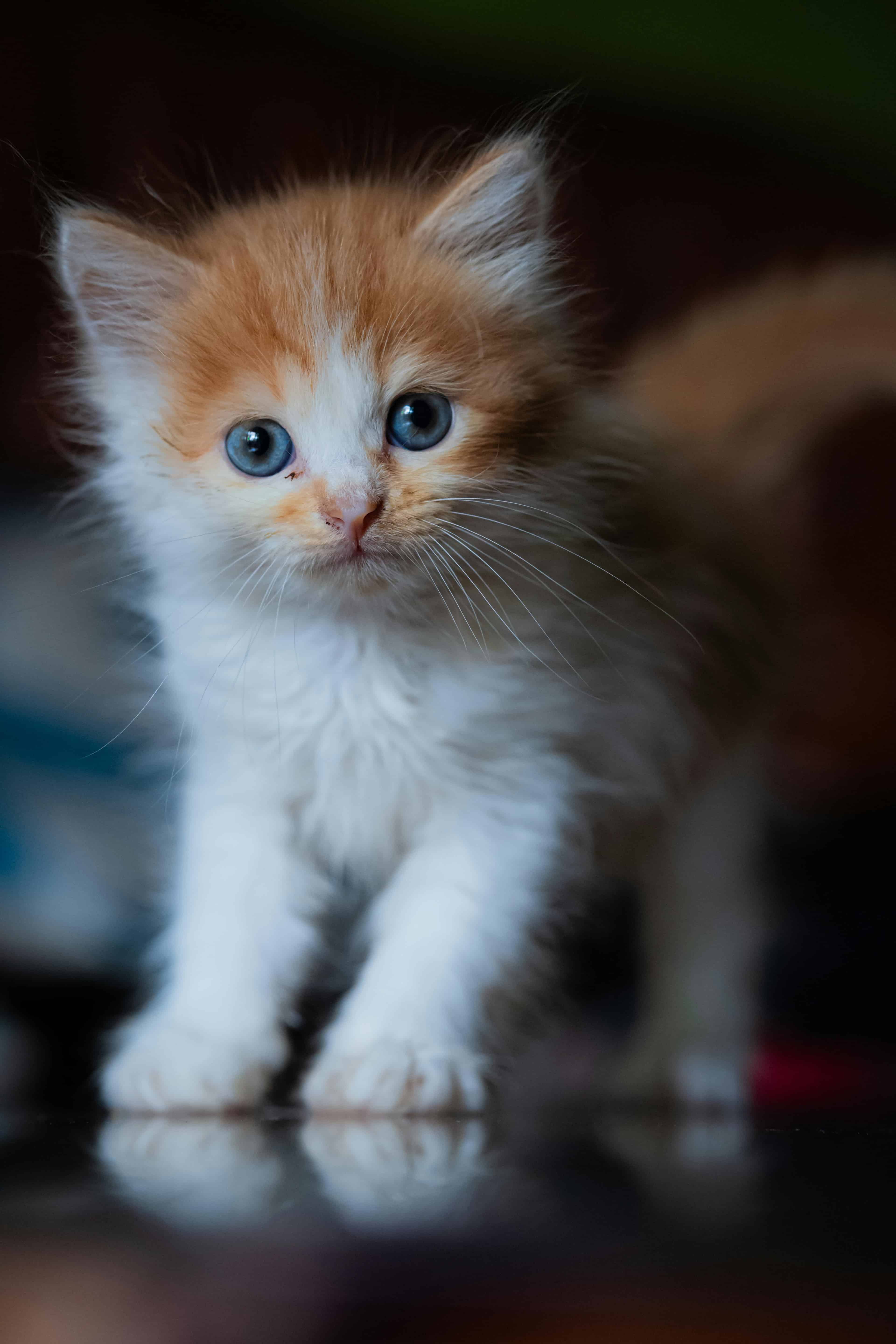 Comment peser mon chaton ?