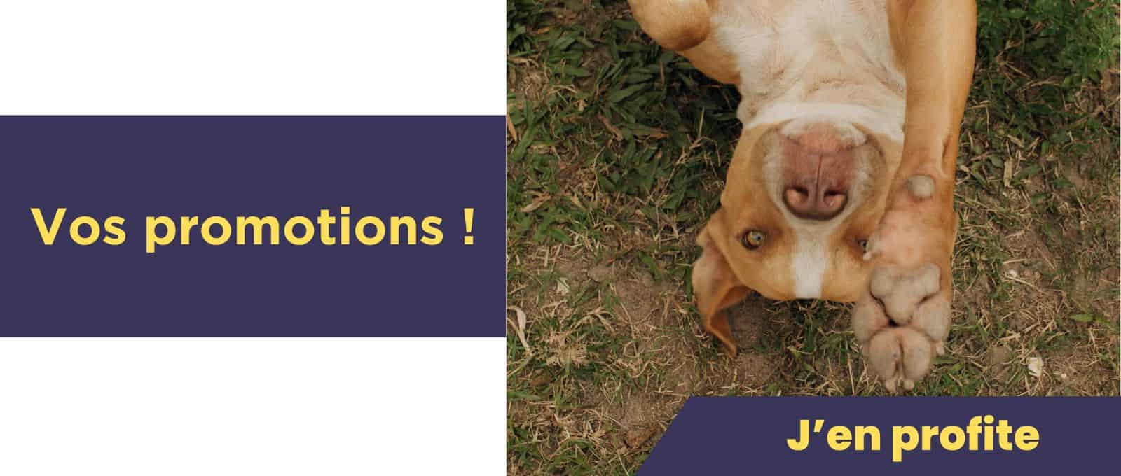 Promotions chiens et chats