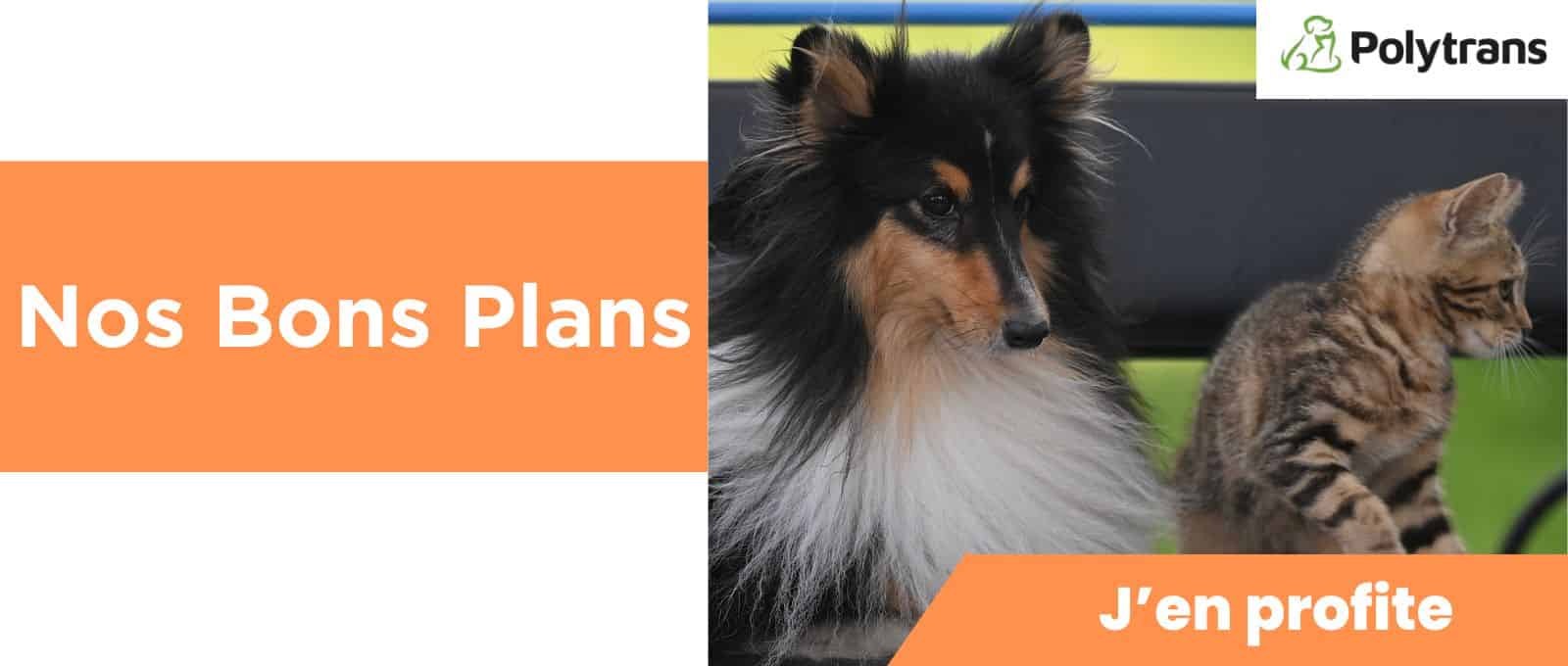 Promotions chien et chat