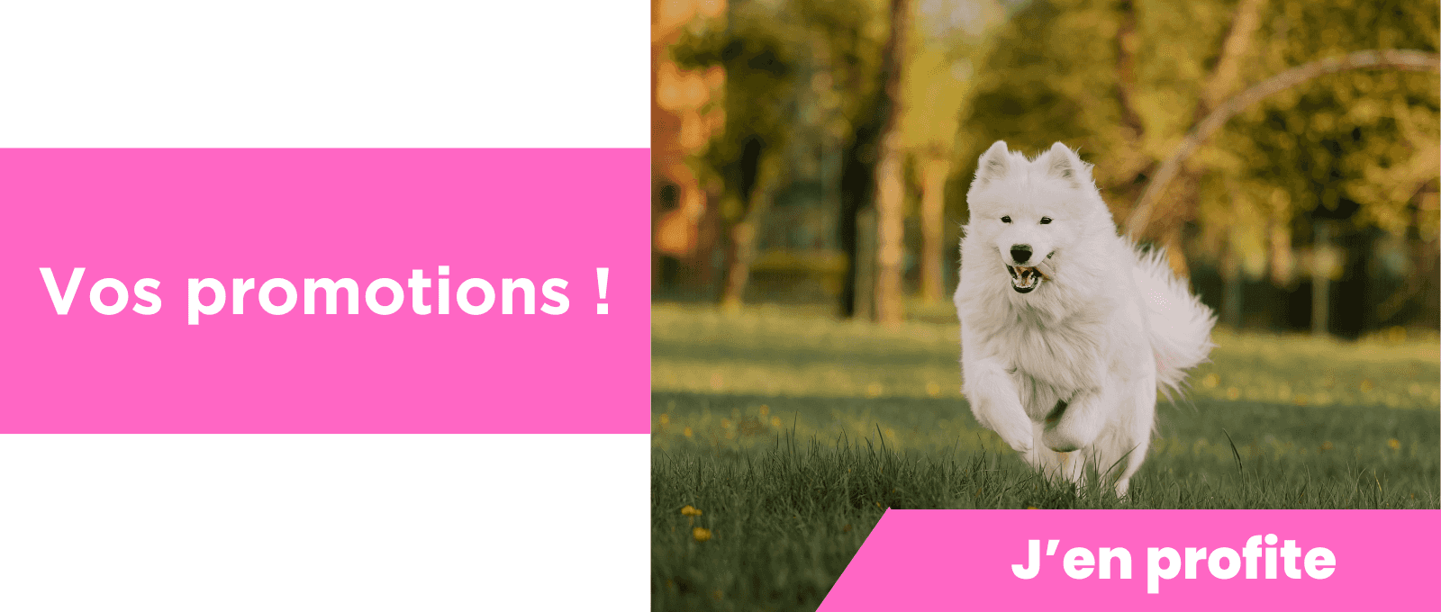 Promotions chiens et chats