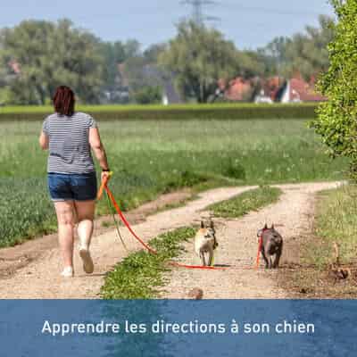 Apprendre les directions à son chien
