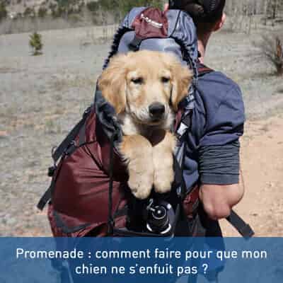 Promenade : comment faire pour que mon chien ne s’enfuit pas ?