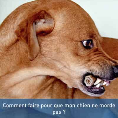 Comment faire pour que mon chien ne morde pas ?