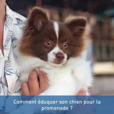 Comment éduquer son chien pour la promenade ?