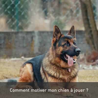 Comment motiver mon chien à jouer ?