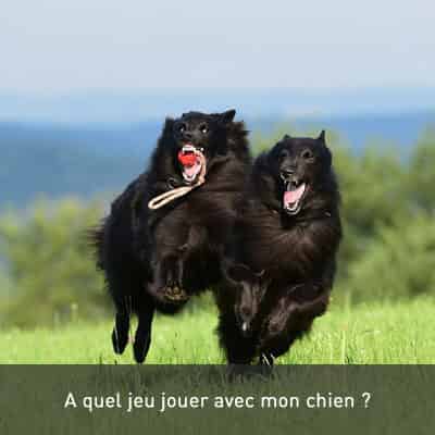 A quel jeu jouer avec mon chien ?