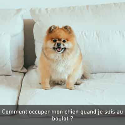 Comment occuper mon chien quand je suis au boulot ?