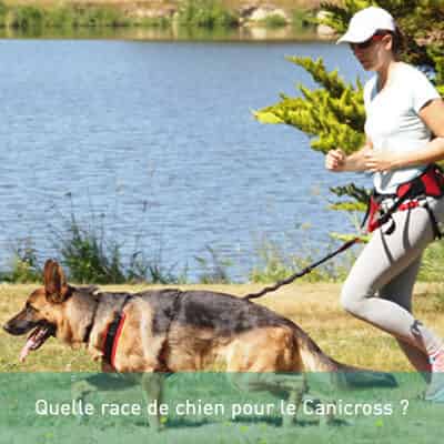 Quelle race de chien pour le Canicross ?