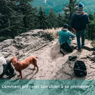 Comment préparer son chien à se promener ?
