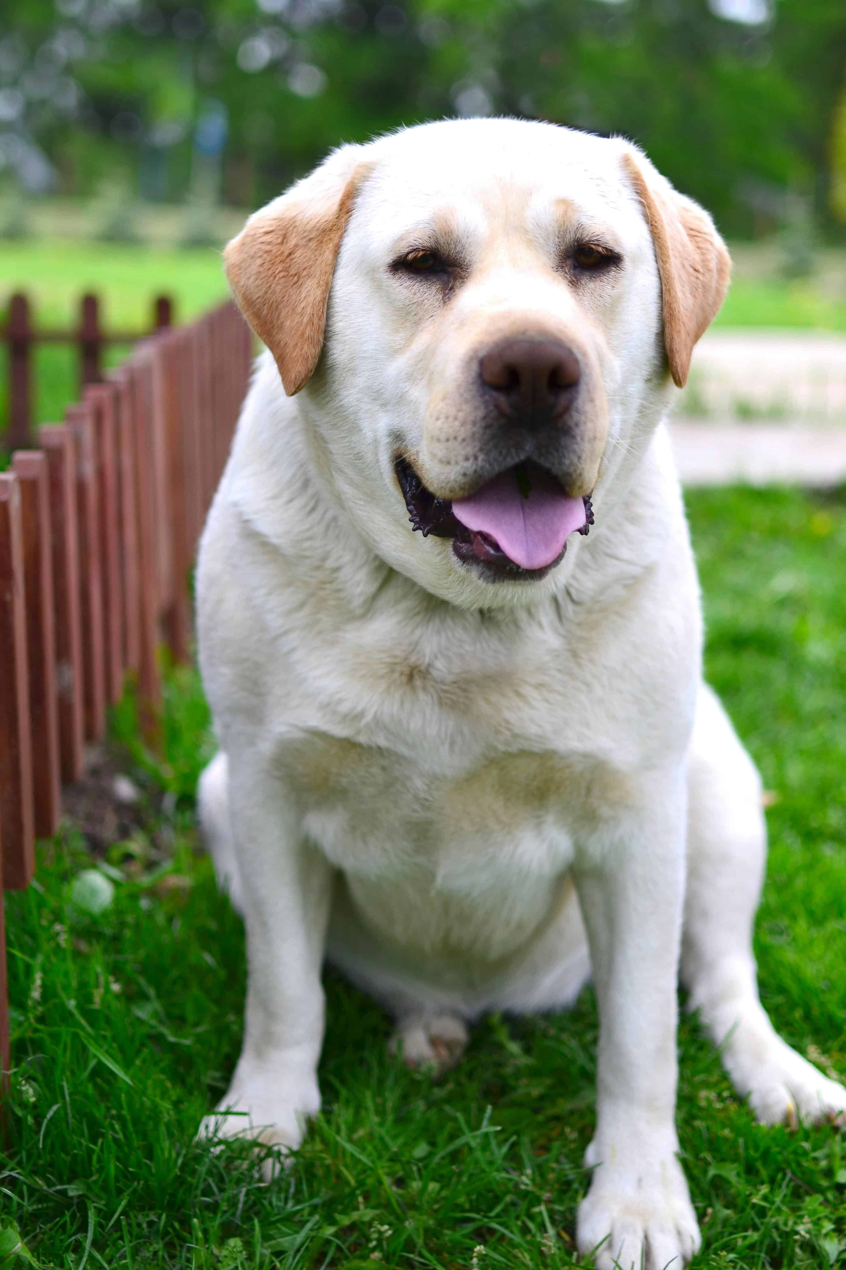 Le labrador, un nageur robuste et un amour de chien