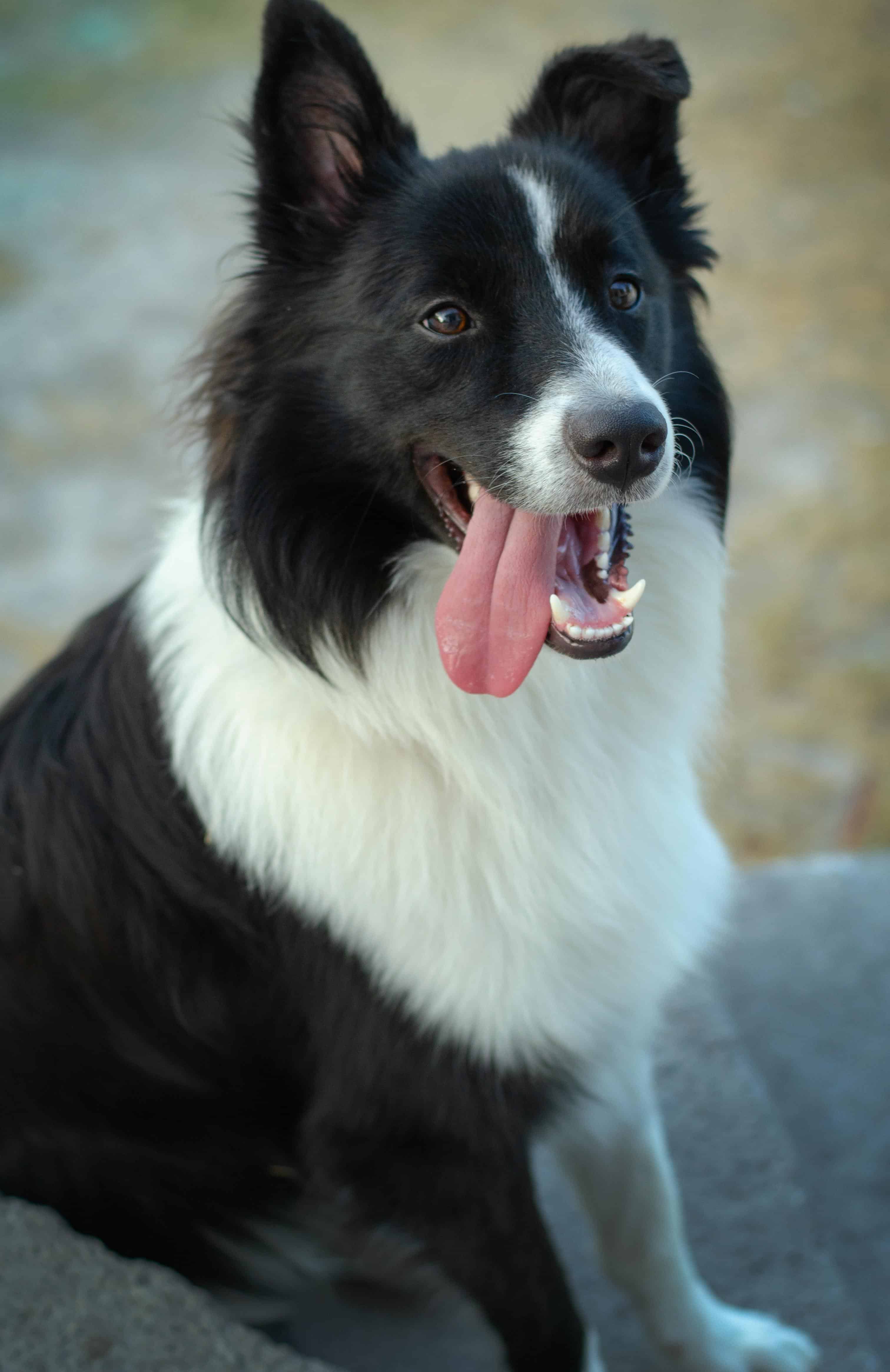 Le border collie, une pile inépuisable pour les coureurs