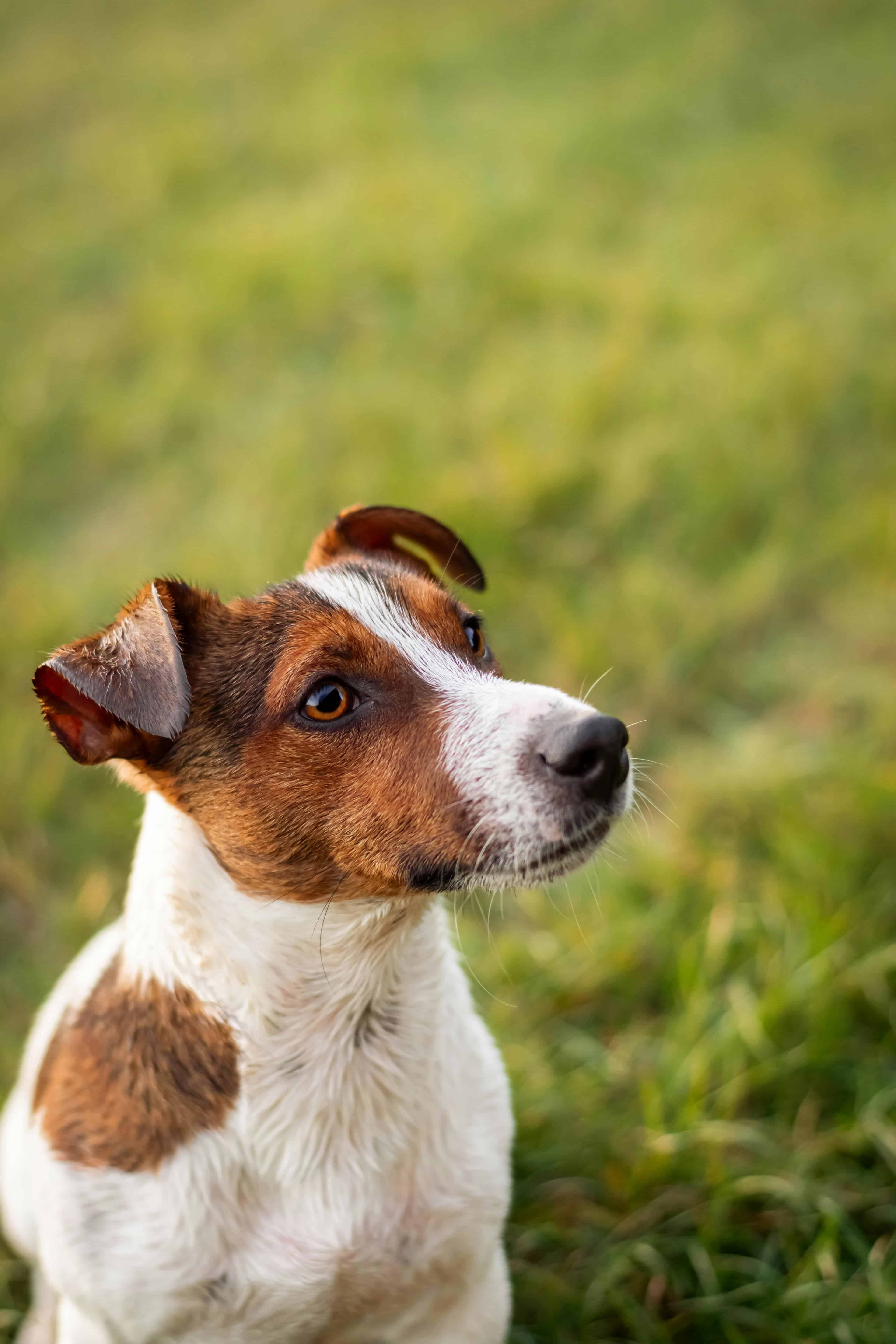Le jack russell, un petit format pour une énergie débordante