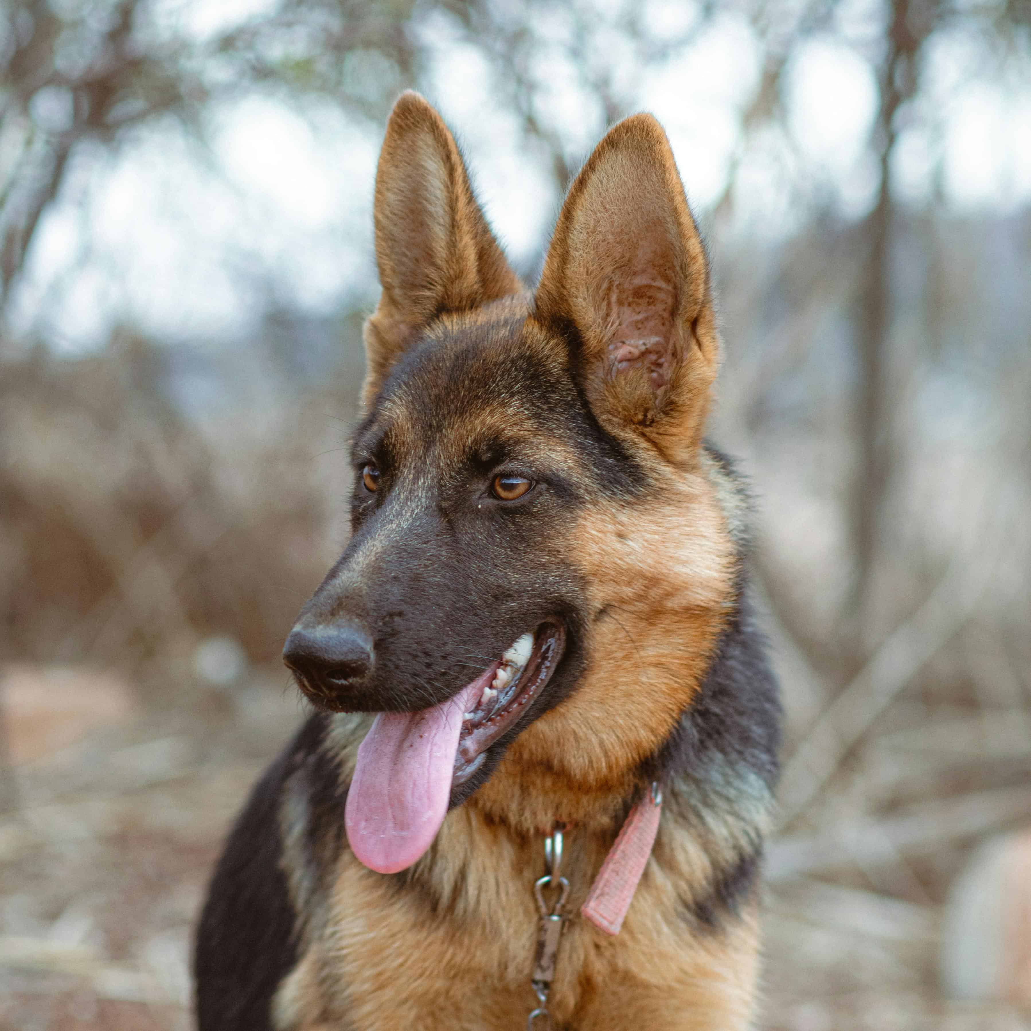 Malinois ou berger allemand : comment les différencier