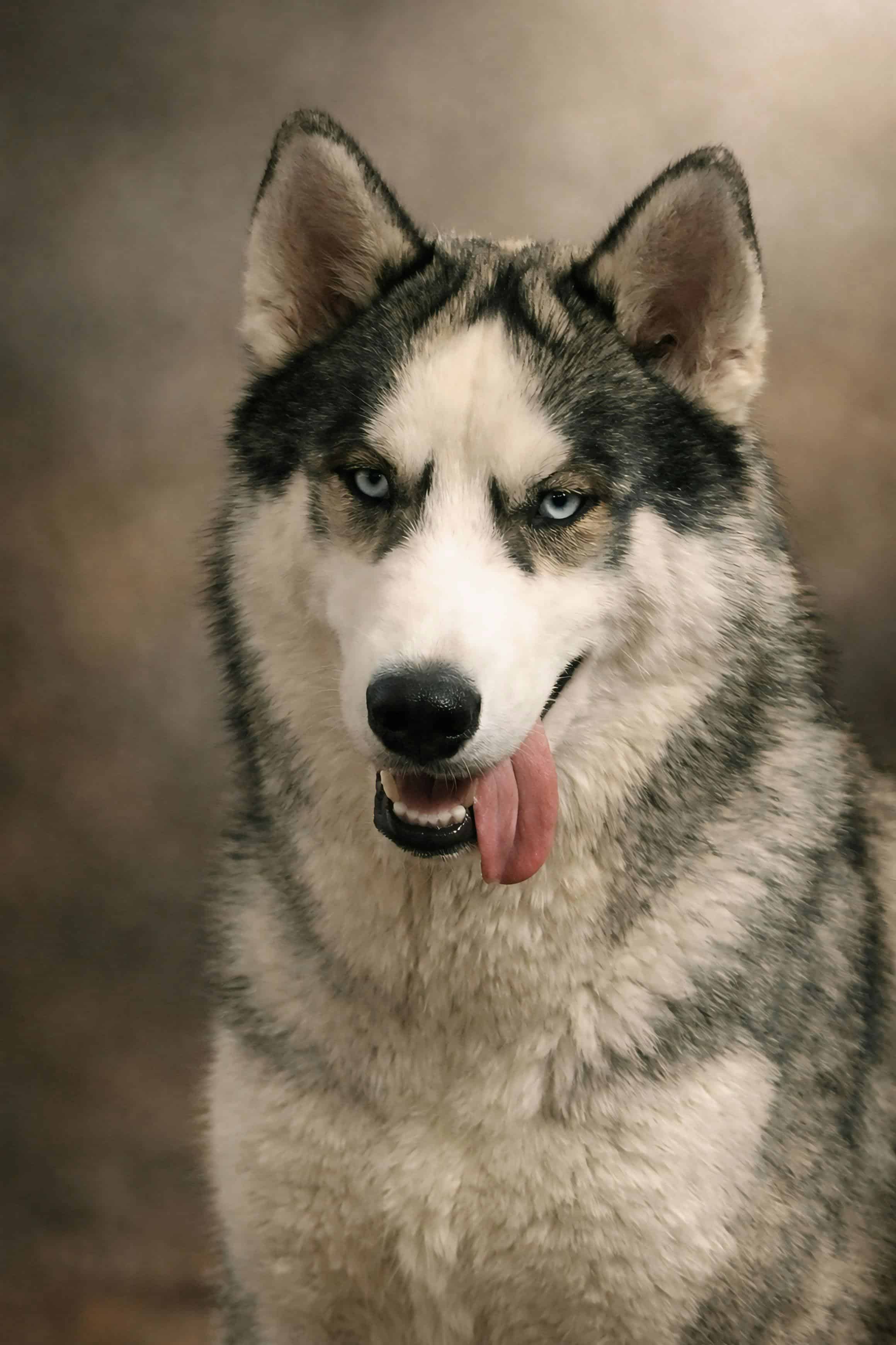 Le husky de sibérie, le roi incontesté de l'endurance