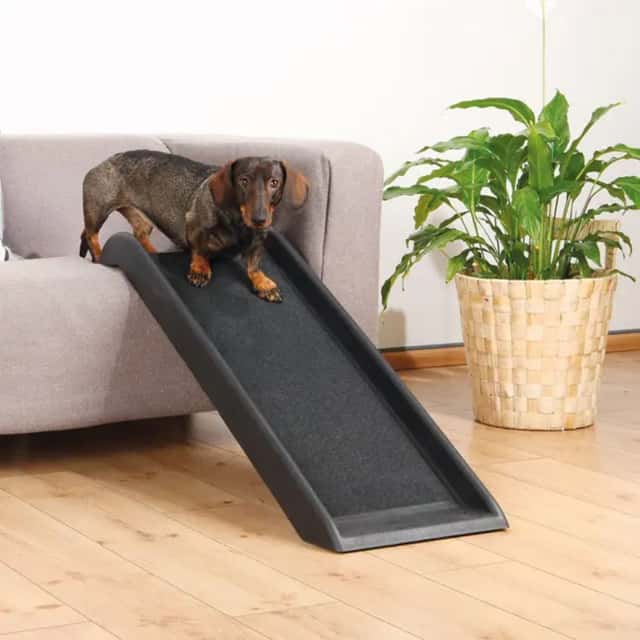 Rampe pour chien