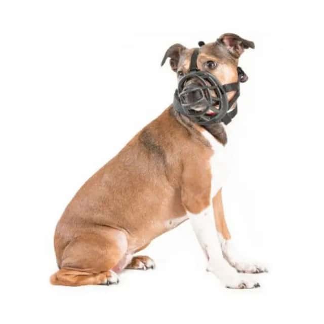 Muselière Baskerville