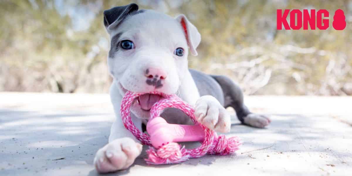 KONG pour chiot