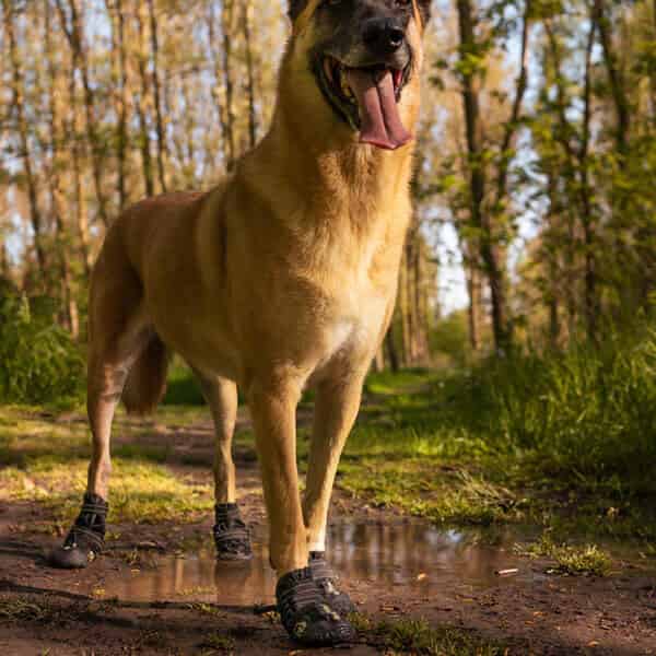 Quels sports peut-on pratiquer avec son chien ?