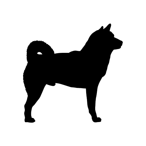 Laisse à enrouleur pour chien de taille moyenne