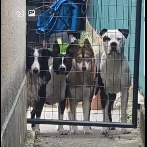 Casey, Lana,Minzo,Nissa,Tiana,Scooby, Shadow, Saphir