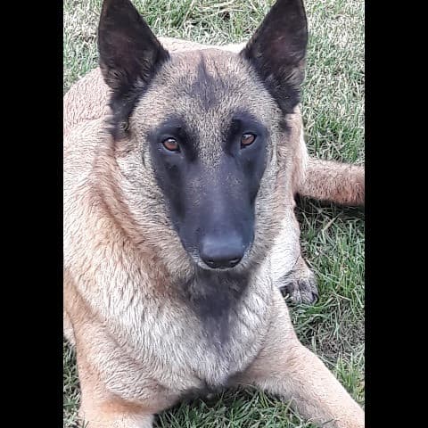 Maya du clos d'Horka