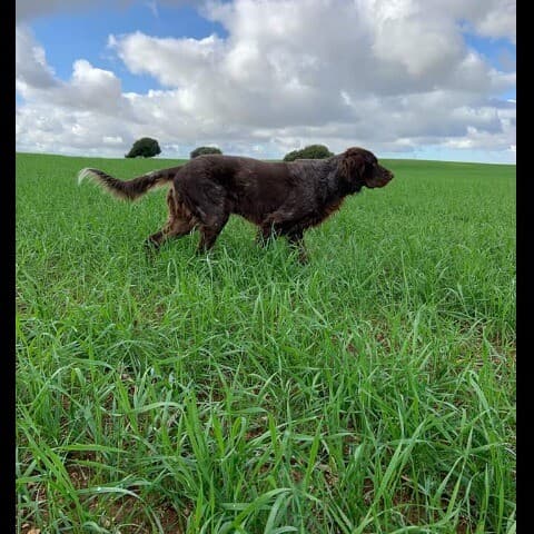 Naxi du Bois du Deffoy