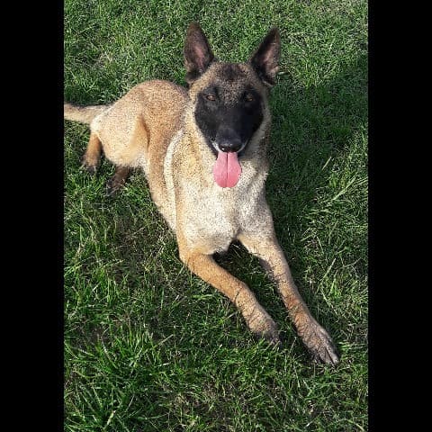 Nikita du clos d'Horka