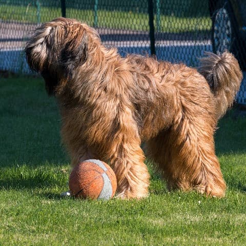 Odin du Pays des hautes marches