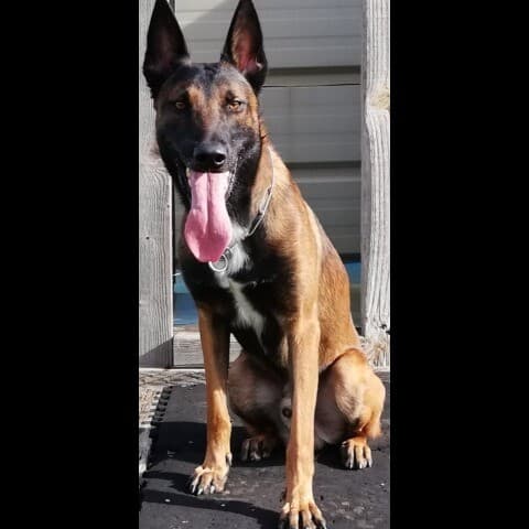 PHÉNIX DES GARDIENS DE LA VILLE ROSE