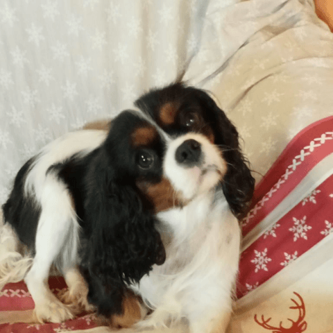 Pipa Des Joyaux D'Alésia