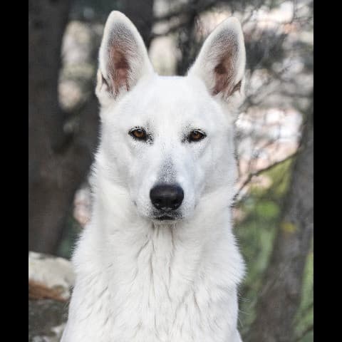 Pure White Wolf Laika de la Lobiera Blanca