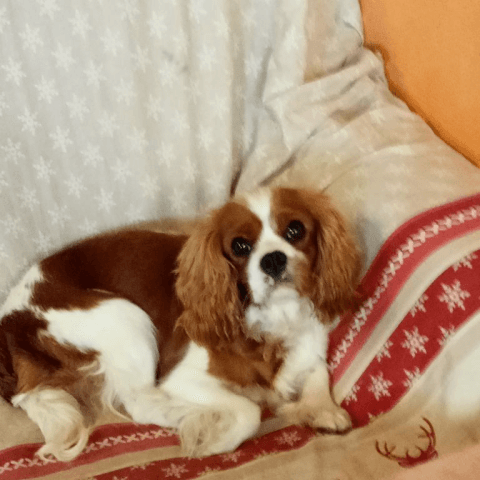 Radouga Des Joyaux D'Alésia