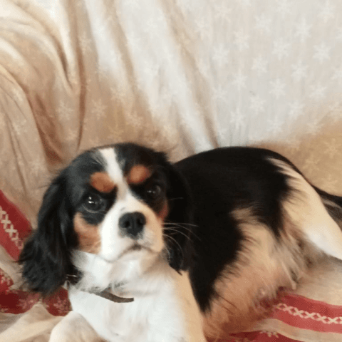 Reyne D'Amour Des Joyaux D'Alésia