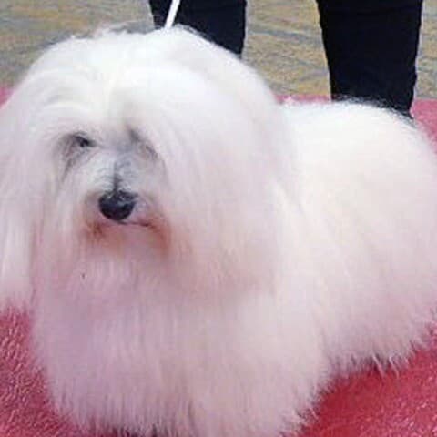 ROMANCE DES PETITS LUTINS BLANCS