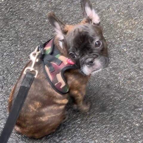 Tilou du Mont de la Chênaie