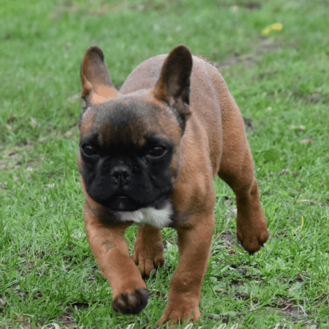 Timon Dream From Highland’s