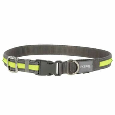 Collier lumineux chien